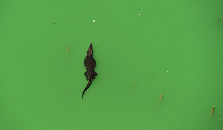 Top view of a crocodile in the Gatun Lake, next to the Panama Canal. (AFP)